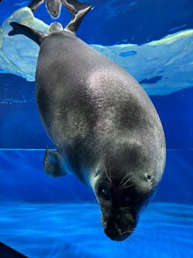 サンシャイン水族館に投稿された画像（2025/9/15）