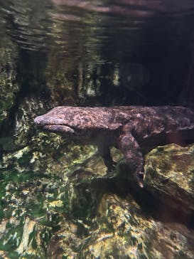 京都水族館に投稿された画像（2025/9/15）