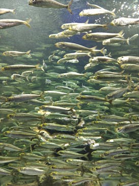 サンシャイン水族館に投稿された画像（2025/9/15）