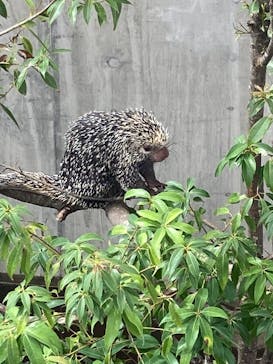 霞ケ浦 どうぶつとみんなのいえに投稿された画像（2025/9/15）