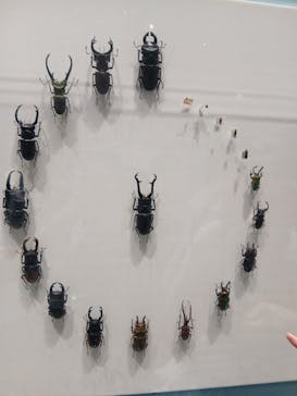 特別展 『昆虫 MANIAC』に投稿された画像（2025/9/15）