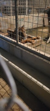 しろとり動物園に投稿された画像（2025/9/15）