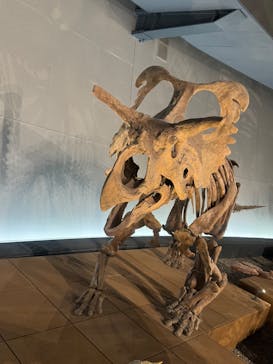 福井県立恐竜博物館に投稿された画像（2025/9/15）