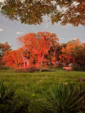 天王寺動物園に投稿された画像（2025/9/15）