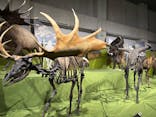 特別展「氷河期展 〜人類が見た4万年前の世界〜」（国立科学博物館）に投稿された画像（2025/9/15）