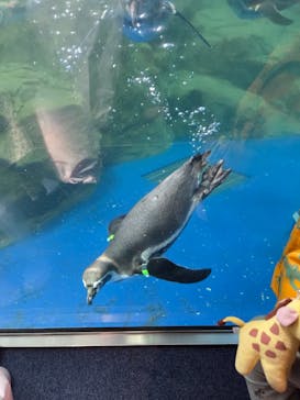 新江ノ島水族館に投稿された画像（2025/9/15）