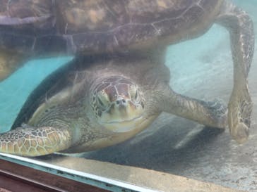 新江ノ島水族館に投稿された画像（2025/9/15）