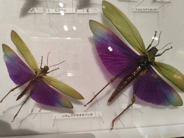 特別展 『昆虫 MANIAC』に投稿された画像（2025/9/15）