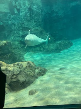 名古屋港水族館に投稿された画像（2025/9/15）