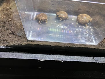 体感型動物園iZooに投稿された画像（2025/9/15）