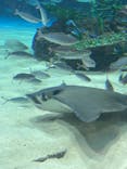 サンシャイン水族館に投稿された画像（2025/9/15）