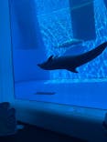 上越市立水族博物館 うみがたりに投稿された画像（2025/9/15）
