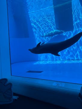 上越市立水族博物館 うみがたりに投稿された画像（2025/9/15）