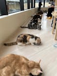 Cat Café MOFF グランベリーパーク店に投稿された画像（2025/9/15）