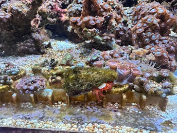 マクセル アクアパーク品川に投稿された画像（2025/9/15）