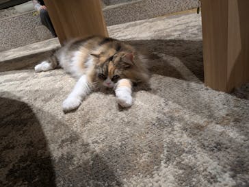 いぬカフェRio イオンモール常滑店に投稿された画像（2025/9/15）