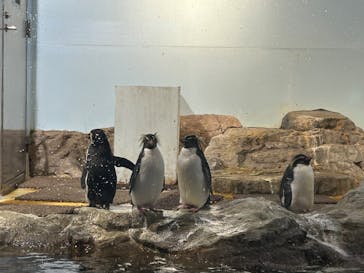 マクセル アクアパーク品川に投稿された画像（2025/9/15）