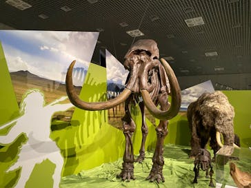 特別展「氷河期展 〜人類が見た4万年前の世界〜」（国立科学博物館）に投稿された画像（2025/9/15）