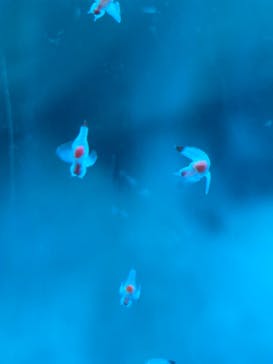 アクアワールド茨城県大洗水族館に投稿された画像（2025/9/15）