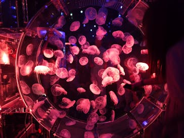 マクセル アクアパーク品川に投稿された画像（2025/9/15）