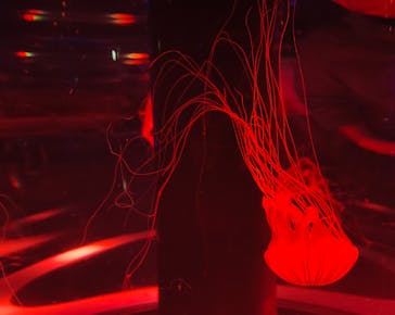 マクセル アクアパーク品川に投稿された画像（2025/9/15）