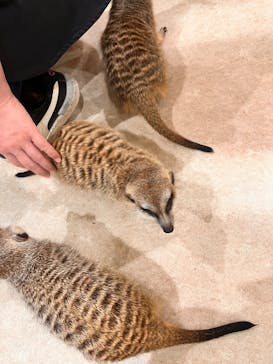 アニタッチPARKイオンモール太田に投稿された画像（2025/9/15）