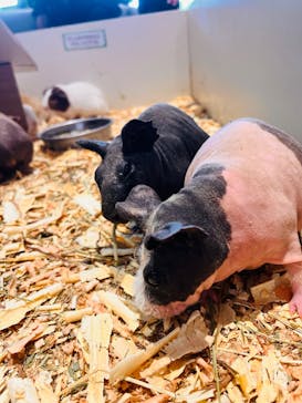 アニタッチPARKイオンモール太田に投稿された画像（2025/9/15）