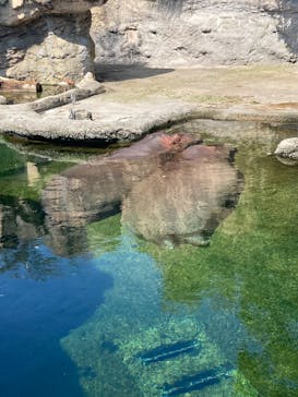 天王寺動物園に投稿された画像（2025/9/15）