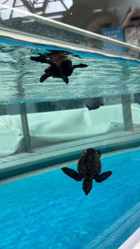 名古屋港水族館に投稿された画像（2025/9/15）