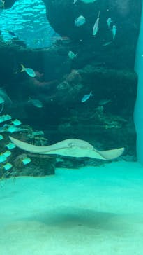 名古屋港水族館に投稿された画像（2025/9/15）