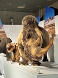 特別展「氷河期展 〜人類が見た4万年前の世界〜」（国立科学博物館）に投稿された画像（2025/9/15）