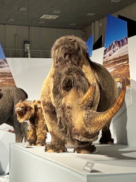 特別展「氷河期展 〜人類が見た4万年前の世界〜」（国立科学博物館）に投稿された画像（2025/9/15）