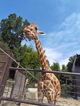 ANIMAL WONDER REZOURT 市原ぞうの国・サユリワールドに投稿された画像（2025/9/15）