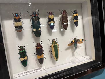 特別展 『昆虫 MANIAC』に投稿された画像（2025/9/15）