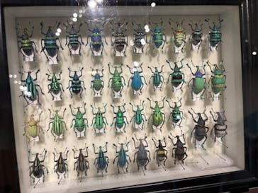 特別展 『昆虫 MANIAC』に投稿された画像（2025/9/15）