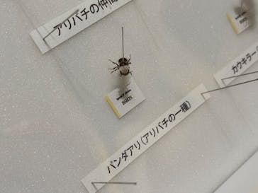 特別展 『昆虫 MANIAC』に投稿された画像（2025/9/15）