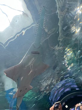 マクセル アクアパーク品川に投稿された画像（2025/9/15）