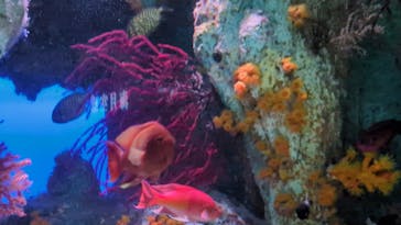 サンシャイン水族館に投稿された画像（2025/9/15）