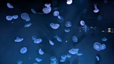 サンシャイン水族館に投稿された画像（2025/9/15）