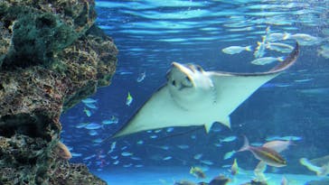 サンシャイン水族館に投稿された画像（2025/9/15）