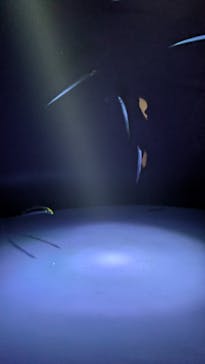 サンシャイン水族館に投稿された画像（2025/9/15）