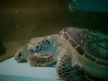 マリンワールド海の中道に投稿された画像（2025/9/15）