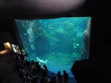 新江ノ島水族館に投稿された画像（2025/9/15）