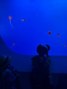 新江ノ島水族館に投稿された画像（2025/9/15）