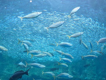 九十九島パールシーリゾートに投稿された画像（2025/9/15）