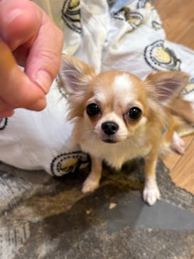 いぬカフェRio 浅草店に投稿された画像（2025/9/15）