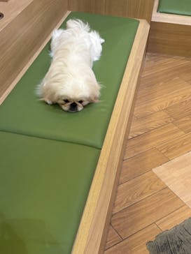 いぬカフェRio 浅草店に投稿された画像（2025/9/15）