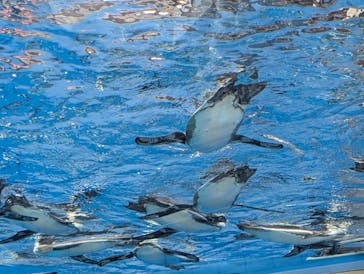 サンシャイン水族館に投稿された画像（2025/9/15）