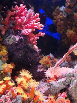 サンシャイン水族館に投稿された画像（2025/9/15）
