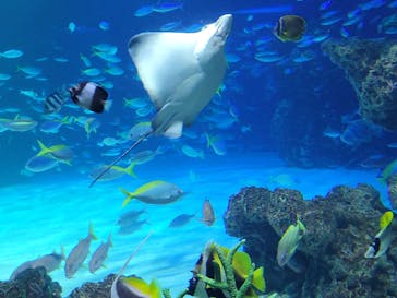 サンシャイン水族館に投稿された画像（2025/9/15）